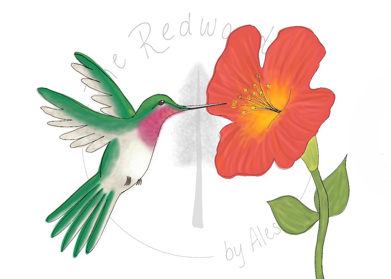 Humming Bird Greeting Card